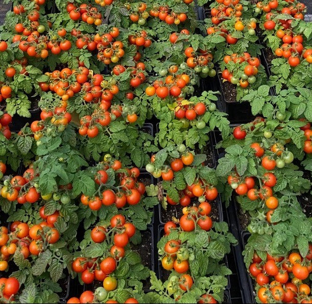 SEMENCES BIOLOGIQUES: TOMATE CERISE RED ROBIN