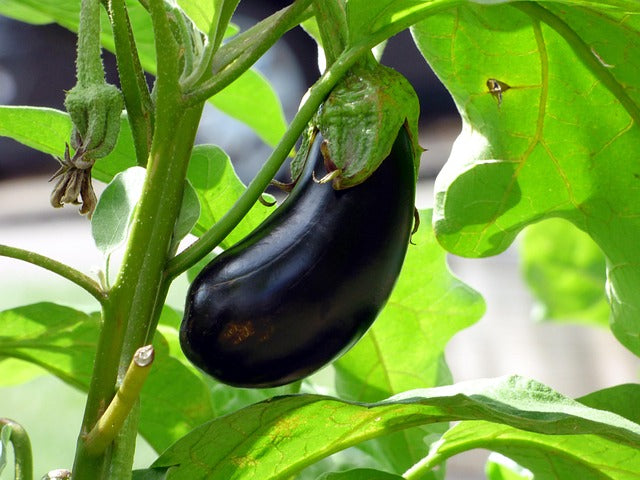AUBERGINE - ITALIENNE