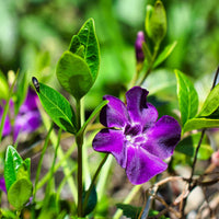 VINCA MINOR - ATROPURPUREA