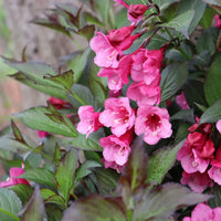 WEIGELA FLORIDA SONIC BLOOM WINE