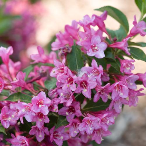WEIGELA FLORIDA SONIC BLOOM PINK - BOKRASOPIN