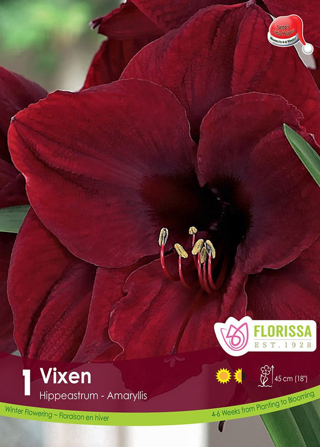 AMARYLLIS XMAS BLOOM VIXEN PKG